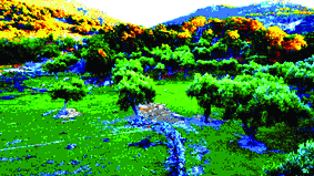 the Olive grove