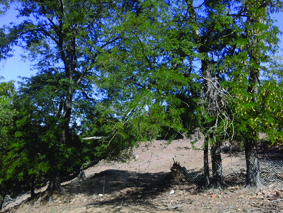 Quest Image