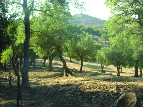Quest Image