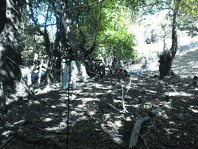 Quest Image