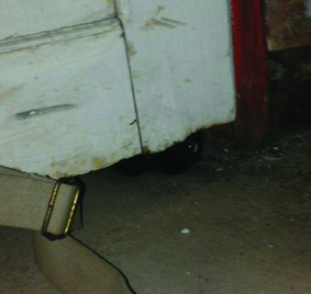Quest Image